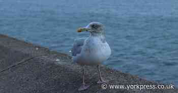 Council launches gull masterplan over discontent in North Yorkshire’s coastal towns