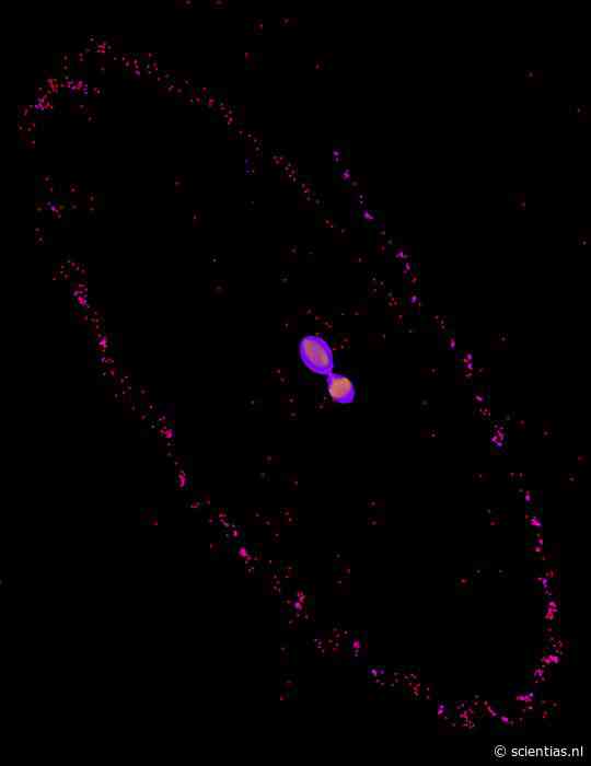 Pluto en zijn grootste maan plakten ooit samen als een ‘hemelse sneeuwman’