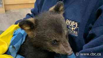 N.S. wildlife sanctuary welcomes changes to bear rehabilitation policies happening this year