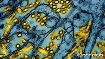 Louisiana reports 1st U.S. human death related to H5N1 avian flu