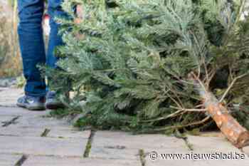 Gemeente zamelt afgedankte kerstbomen in via verschillende inzamelpunten: “Let er wel op dat je enkel de boom achterlaat”