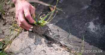 Gardening expert shares bargain kitchen item that will 'kill patio weeds fast'