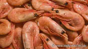 Urgent warning to seafood lovers as scientists discover dangerous microplastics in six popular species - with prawns the worst offenders