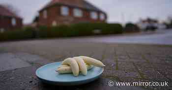 Locals baffled as prankster leaves plate of peeled bananas on street every month for a YEAR