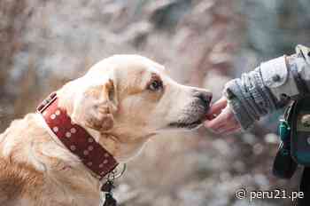 ¡COBARDE! Hombre ataca con una piedra a perrito (VIDEO)