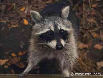 Raccoon tests positive for rabies in Bladen County