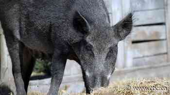 Sask. won't get any new wild boar farms, but expert says population still out of control