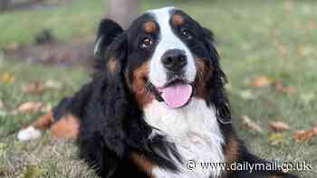 Incredible moment gorgeous Bernese Mountain dog was rescued by drone after a week in the cold