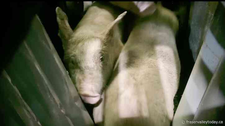 Animal rights group claims Chilliwack meat processor failed to suppress undercover video of alleged cruelty