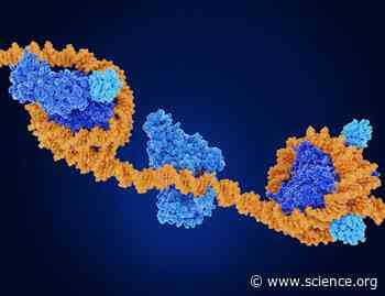 IRF1 cooperates with ISGF3 or GAF to form innate immune de novo enhancers in macrophages | Science Signaling