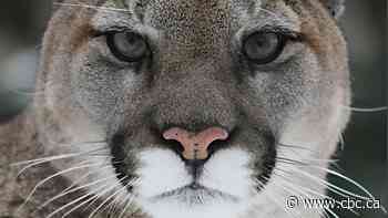 Trail closed in Nanaimo, B.C., for public safety after 'aggressive' cougar sightings