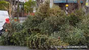 Kerstboom weggooien? Wat Gent betreft eet je 'm voortaan op