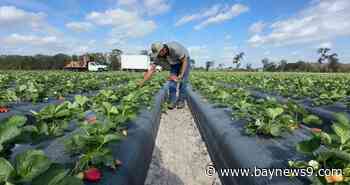 Plant City Farmer bracing for cold weather impacts to crops