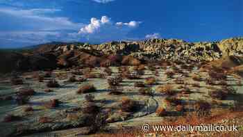 Stunning stretches of California desert and woodlands to become America's newest national monuments