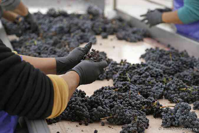 Migrant worker group tells of complaints about Okanagan winery in foreign worker ban