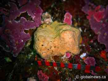 What a sneezing sea sponge named Belinda can tell us about B.C.’s oceans