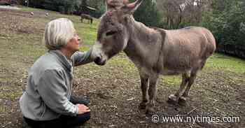 Perry the Donkey, Model for ‘Shrek,’ Dies at 30