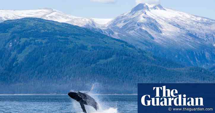 Fewer than one in 14 male humpback whales in New Caledonia are fathers