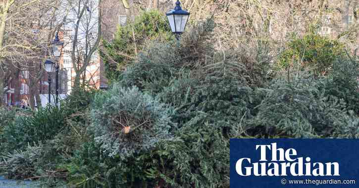 A tree is just for Christmas, not for dinner, Belgian food agency warns