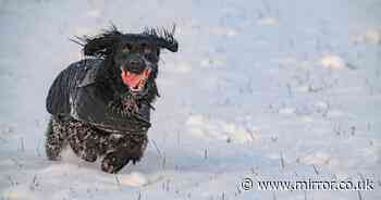 UK snow: Met Office divulges exact time yet more wintry weather to fall across the country