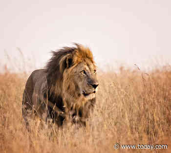 Young boy survives 'lion-infested' African game park after reported missing