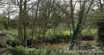 Stretch of York beck could be restored to help boost habitats for wildlife