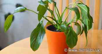 'Common mistake' to avoid when watering peace lilies or risk killing houseplant