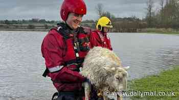 Do ewe need a hand? Firefighters rescue 24 sheep from flooded fields as temperatures plummet with blizzards on way