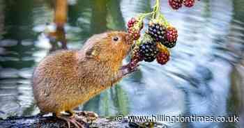 Middlesex beats trend as water vole numbers increase