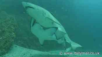 Now that's what you call a love bite! Grisly footage reveals how male sharks grasp females with their TEETH during sex