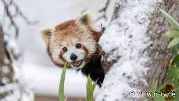 Leeres Gehege entdeckt: Rote Pandas brechen aus Schweizer Zoo aus