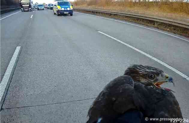 POL-HI: Verletzter Greifvogel legt Verkehr auf der A7 lahm - Beamte der Autobahnpolizei Hildesheim als Tierretter im Einsatz