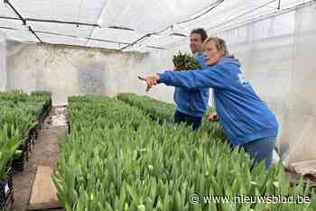 Tulpen van ‘eigen kweek’ uit Viersel zijn er weer