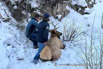 Elk on a shelf: Climbers rescue creature tangled in rope on ice route