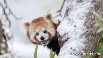 Im Video: Rote Pandas brechen aus Gehege aus