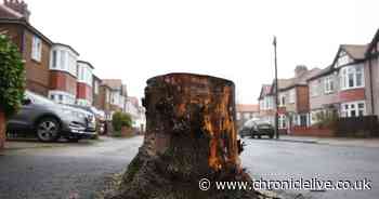 Tree stumps being left on North Tyneside streets too long, says Tory councillor