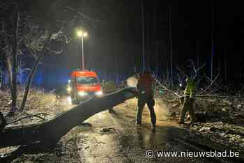 Boom belandt op rijbaan in Nieuwerkerken