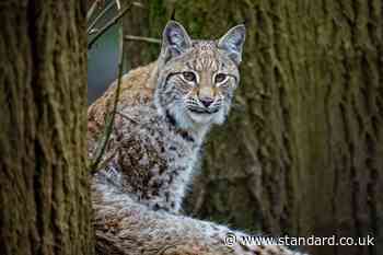 Two lynx on the loose in Cairngorms in suspected ‘illegal release’