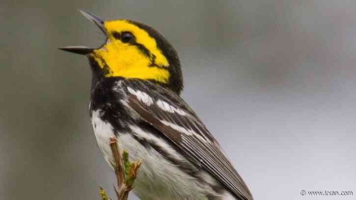 US Fish & Wildlife recommends golden-cheeked warbler lose endangered status