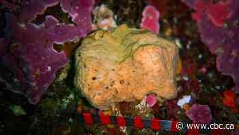 Belinda the surprisingly busy B.C. sea sponge takes a whole day to sneeze