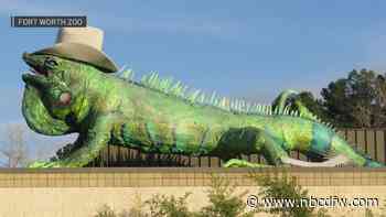 Where's Iggy? Fort Worth Zoo's iguana sculpture to undergo refurbishment in 2025