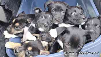 Puppies dumped in trash at Fort Worth park go up for adoption