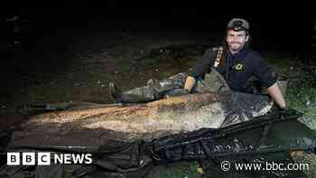 'Largest recorded UK catfish' caught in Essex lake