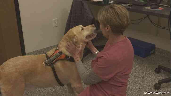 LSU veterinary professor is finalist for a national veterinarian of the year award