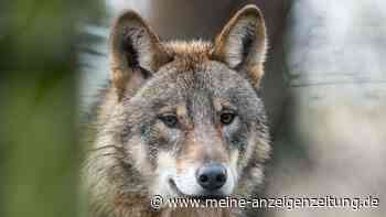 Freie Wähler wollen Wolf sofort ins Jagdrecht überführen