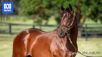 Colt breaks Magic Millions record with $2.8 million auction sale