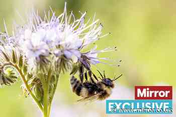 'Ban pesticides to save British bees from extinction' say 1.6 million Brits