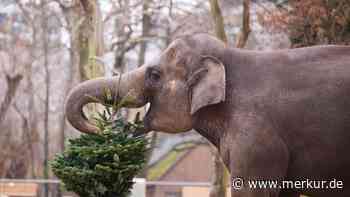 Behörde in Nachbarland mit kurioser Warnung: „Essen Sie Ihren Weihnachtsbaum nicht“