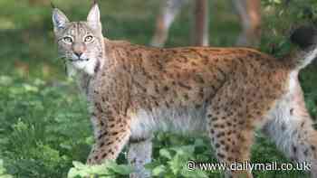 Two lynx released illegally in Scottish Highlands: Police issue 'do not approach' warning after big cats are spotted roaming the area