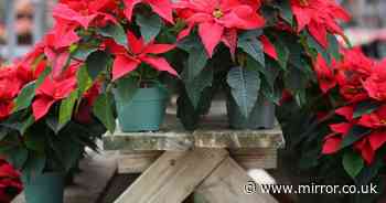 Monty Don names 'only' temperature that makes poinsettias last for months